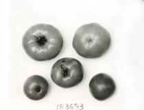 Click for 1 image(s) for this accession. FRUIT